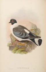 Columba leuconota